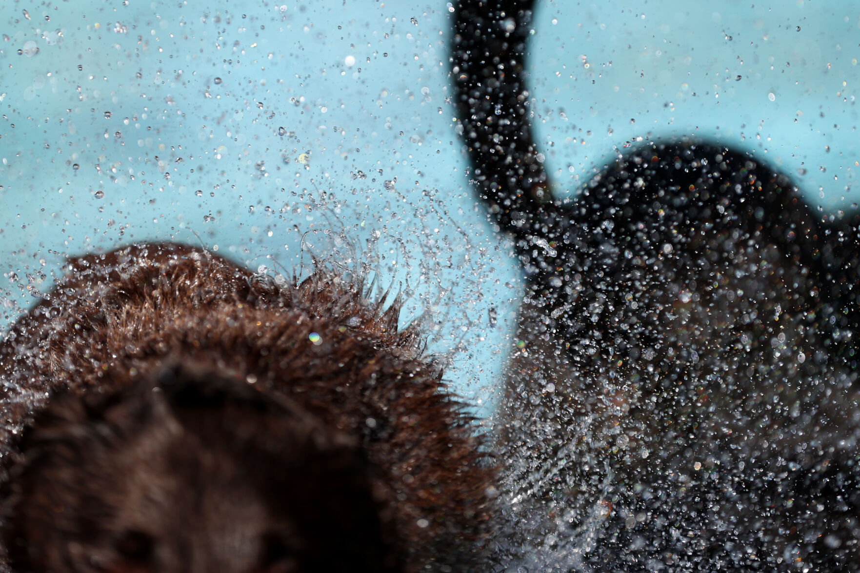 091320-news-dogsplash 27.jpg